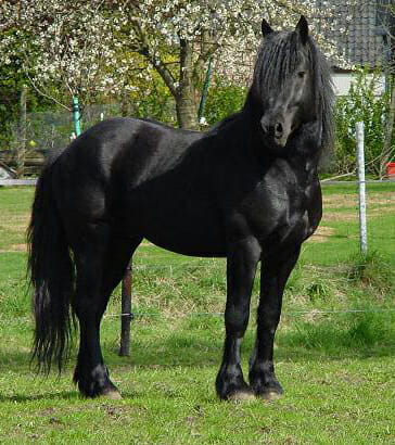 The Merens Horse (the Cheval de Merens or Caballo de Merens)